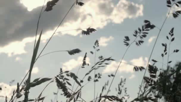Grass Silhouette Clouds Sky — Vídeo de stock