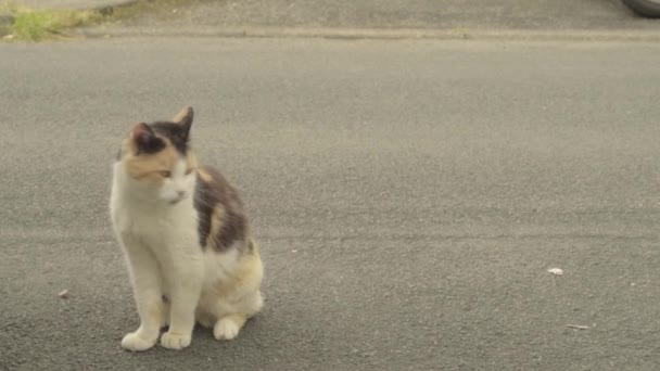 Tortoiseshell Cat Sits Road Walks — Stock Video