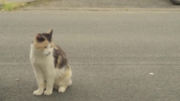 Tortoiseshell Cat Sits Road Walks — Vídeo de stock