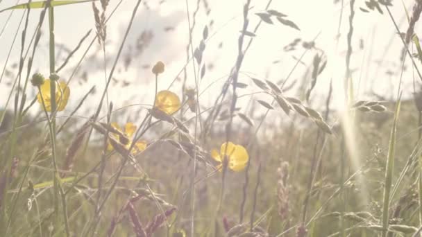 Buttercup Wild Flowers Rural Meadow — Stockvideo