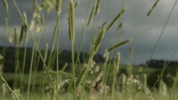 Storm Approaching Dark Skies Grass Blowing Wind — Vídeo de Stock