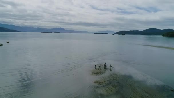 Drone Image Horses Lake Minas Gerais Brazil — Stok video