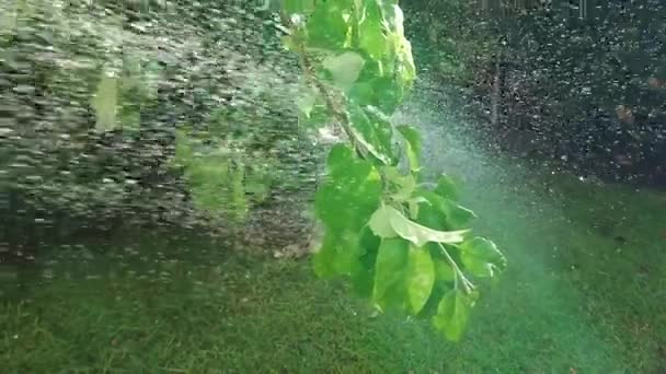 Хосінг Дерево Літньому Сонці — стокове відео