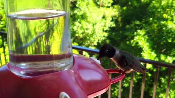 Backyard Suburbs Tiny Humming Bird Black Green Feathers Sits Bird — Vídeo de stock