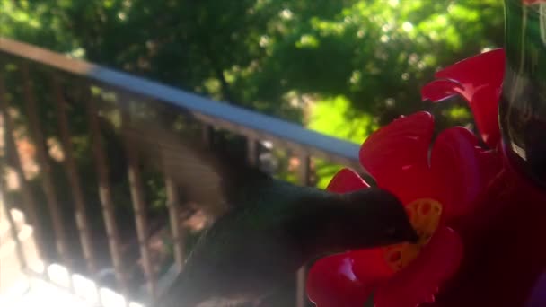 Backyard Suburbs Tiny Humming Bird Green Feathers Hovers Bird Feeder — Video Stock