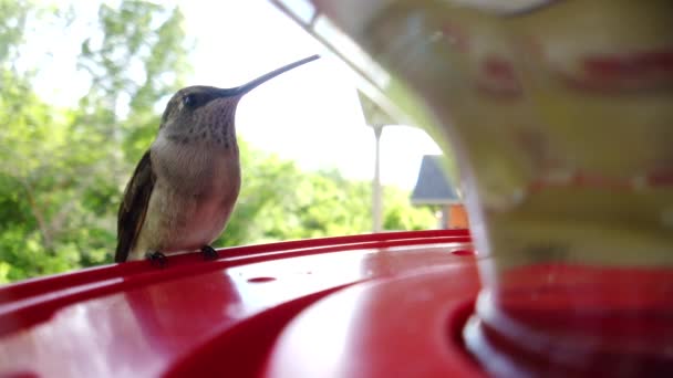 Best Close Tiny Fat Humming Bird Brown Feathers Sitting Bird — стоковое видео