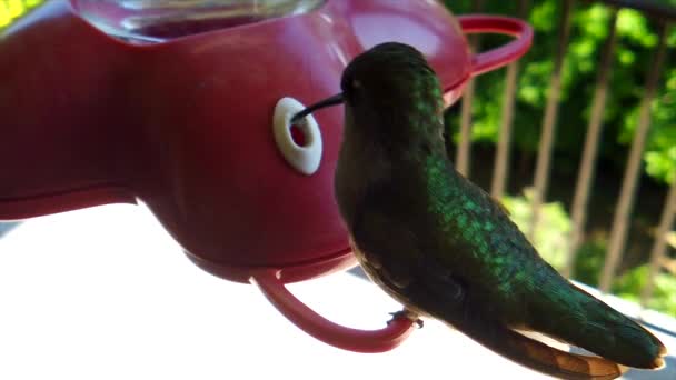 Backyard Suburbs Tiny Humming Bird Green Feathers Sits Bird Feeder — Stock videók