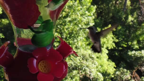 Backyard Suburbs Tiny Humming Bird Green Feathers Hovers Bird Feeder — Vídeo de stock