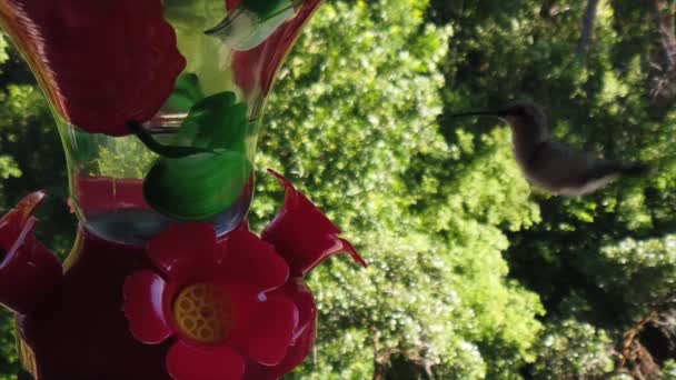 Задньому Дворі Передмісті Крихітна Колісна Пташка Зеленим Пір Осідає Навколо — стокове відео