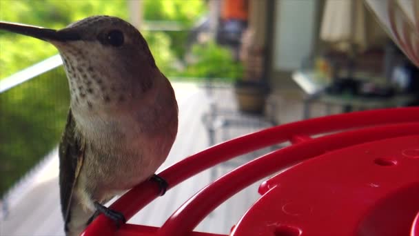 Backyard Suburbs Tiny Humming Bird Brown Feathers Sits Bird Feeder — Stock Video