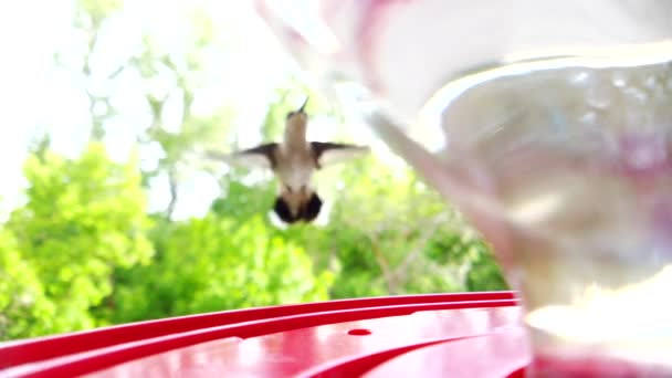 Best Close Tiny Fat Humming Bird Brown Feathers Flying Bird — Vídeo de stock