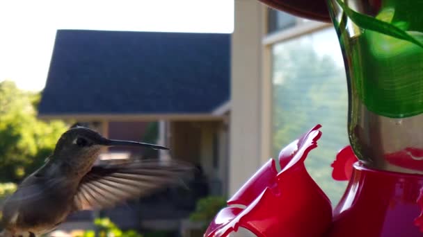 Backyard Suburbs Tiny Humming Bird Green Feathers Hovers Bird Feeder — Video Stock