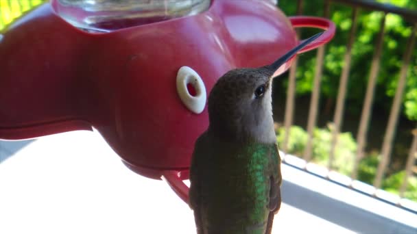 Backyard Suburbs Tiny Humming Bird Green Feathers Sits Bird Feeder — Video Stock