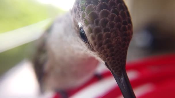 Best Macro Extreme Close Tiny Humming Bird Head Brown Green — Stok Video