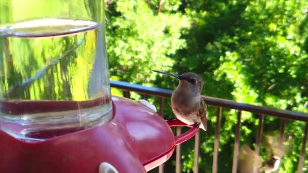 Backyard Suburbs Tiny Humming Bird Brown Feathers Sits Bird Feeder — Video