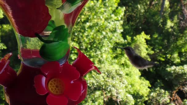 Backyard Suburbs Tiny Humming Bird Green Feathers Hovers Bird Feeder — Stockvideo