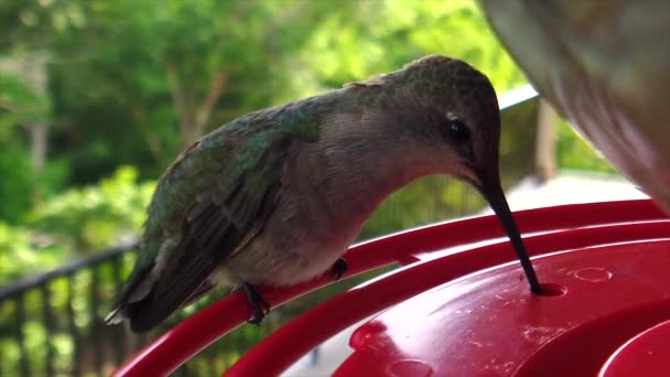 Best Close Tiny Fat Humming Bird Green Feathers Sitting Bird — Vídeo de stock
