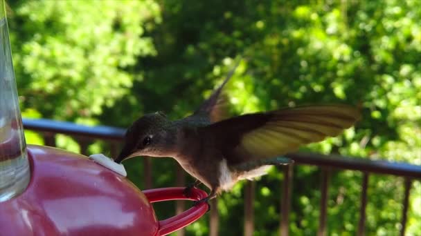 Backyard Suburbs Tiny Humming Bird Green Feathers Hovers Bird Feeder — Stok Video