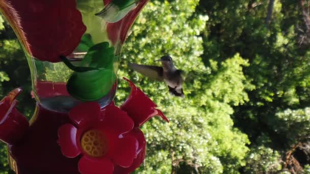 Two Tiny Humming Birds Black White Feathers Hover Bird Feeder — Vídeo de stock