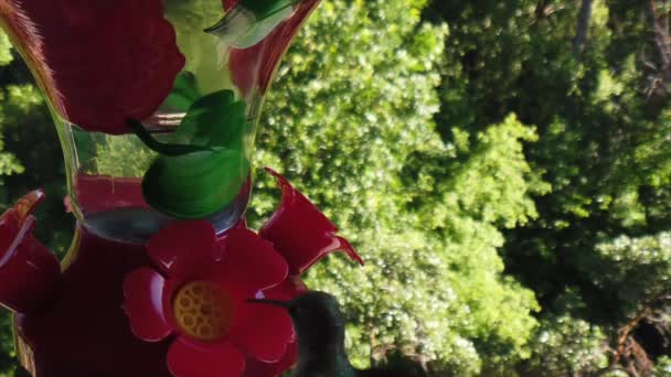 Backyard Suburbs Tiny Humming Bird Green Feathers Hovers Bird Feeder — Vídeos de Stock