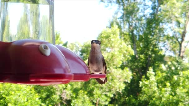 Backyard Suburbs Tiny Humming Bird Brown Feathers Sits Bird Feeder — Vídeo de stock