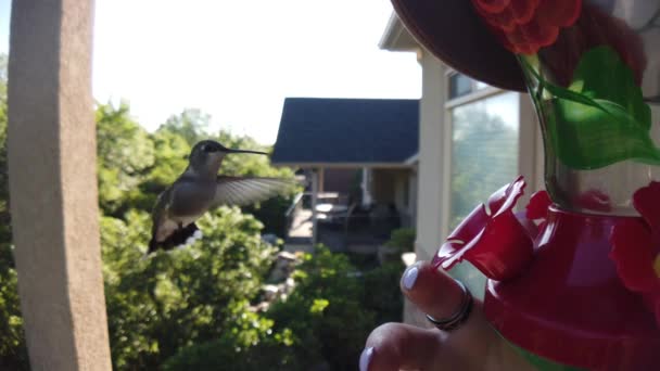 Tiny Humming Bird Green Feathers Hovers Bird Feeder Slow Motion — Video Stock