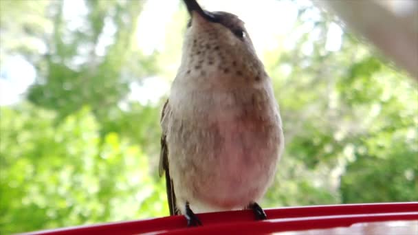 Best Close Tiny Fat Humming Bird Brown Feathers Sitting Bird — Wideo stockowe