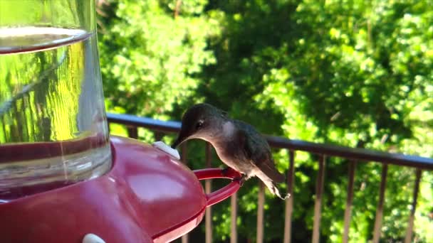 Backyard Suburbs Tiny Humming Bird Green Feathers Sits Bird Feeder — Stockvideo