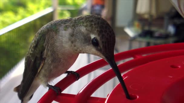 Best Close Tiny Fat Humming Bird Green Feathers Sitting Bird — Wideo stockowe