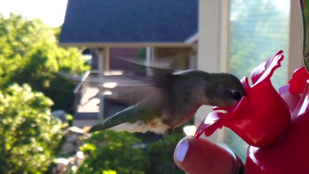 Backyard Suburbs Tiny Humming Bird Green Feathers Hovers Bird Feeder — Vídeo de stock