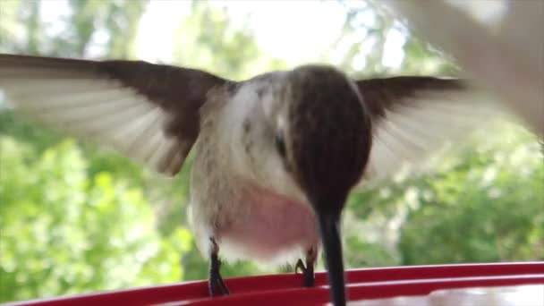 Best Close Tiny Fat Humming Bird Brown Feathers Sitting Bird — Wideo stockowe