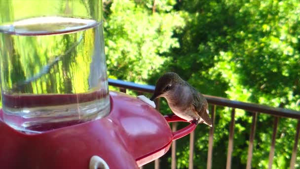 Backyard Suburbs Tiny Humming Bird Brown Feathers Sits Bird Feeder — Vídeo de stock