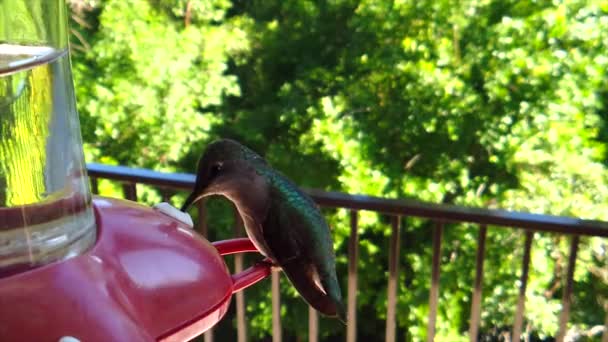 Backyard Suburbs Tiny Humming Bird Green Feathers Sits Bird Feeder — Stockvideo