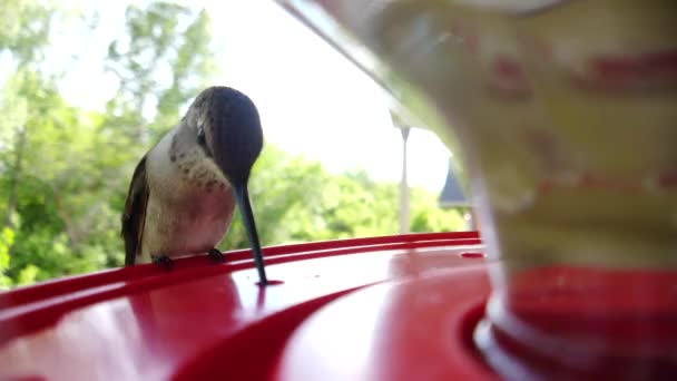 Best Close Tiny Fat Humming Bird Brown Feathers Sitting Bird — Video