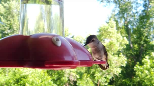 Backyard Suburbs Tiny Humming Bird Brown Feathers Sits Bird Feeder — Stockvideo