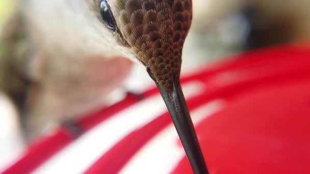 Best Macro Extreme Close Tiny Humming Bird Head Brown Green — Videoclip de stoc