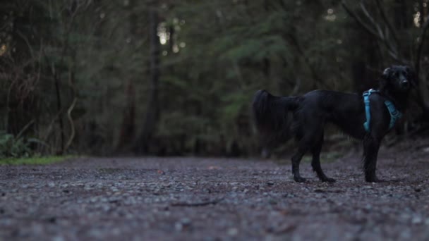 Various Drone Dslr Shots Beautiful Deep Cove Vancouver — Vídeos de Stock