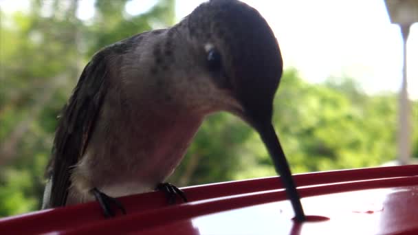 Best Close Tiny Fat Humming Bird Green Feathers Sitting Bird — Αρχείο Βίντεο