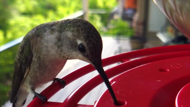 Best Close Tiny Fat Humming Bird Green Feathers Sitting Bird — Stok Video