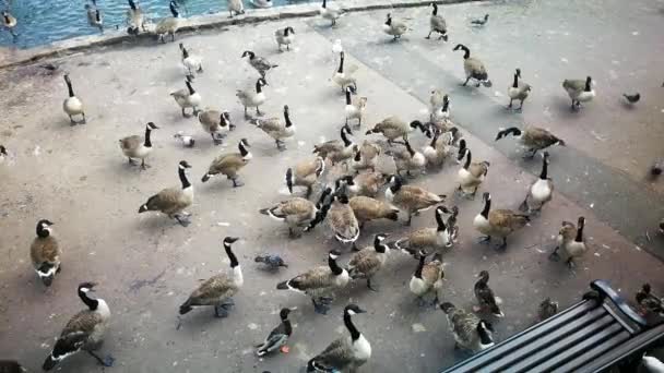 Flock Geese Being Fed Local Park Swindon — стоковое видео