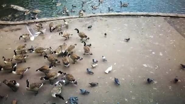 Flock Geese Being Fed Local Park Swindon — ストック動画