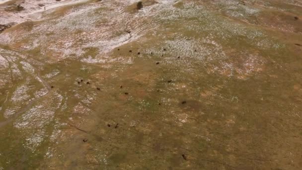 Buffalo Herd Grazing Wilderness Aerial — Video Stock