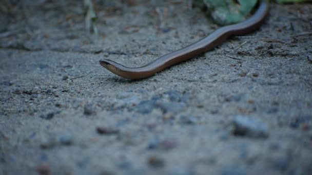 Copper Lizard Laying Still Watching Every Move Carefully Country Road — Video