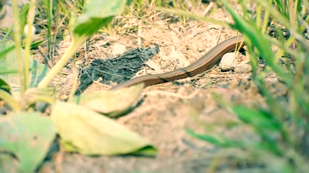 Copper Lizard Slowly Moving Hiding Thick Long Grass — ストック動画