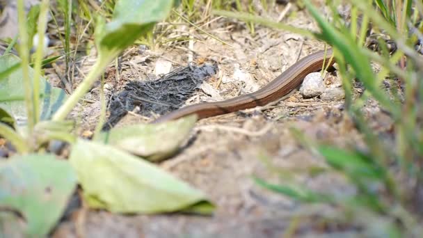Copper Lizard Slowly Moving Hiding Thick Long Grass — Video Stock