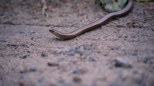 Copper Lizard Laying Still Watching Every Move Carefully Country Road — Vídeo de Stock