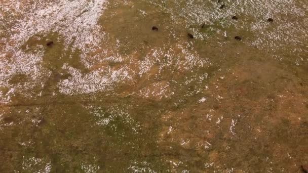 Herd Bison Grazing Wilderness Aerial — 图库视频影像