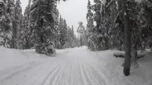 Timelapse Walk Winter Snowy Forest — стоковое видео