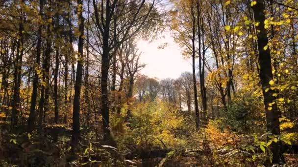 292 Sun Popping Autumn Trees — Stock video