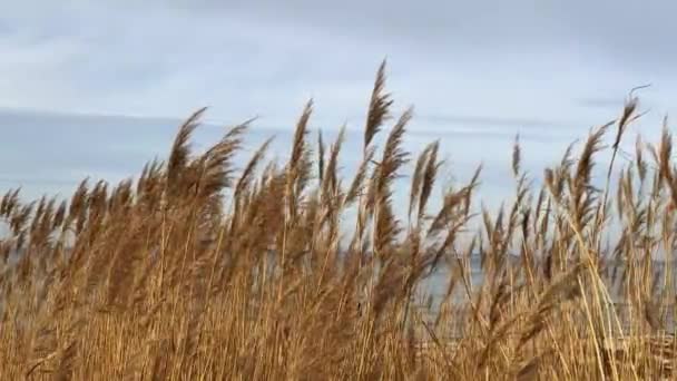 Wheat Growing Beach — Stock video